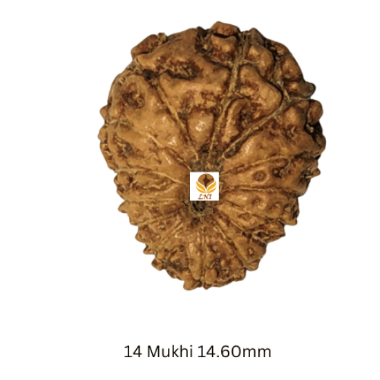 14 Mukhi Rudraksha Size: 14.60 mm (Certified)