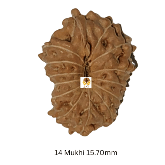 14 Mukhi Rudraksha Size: 15.70mm (Certified)