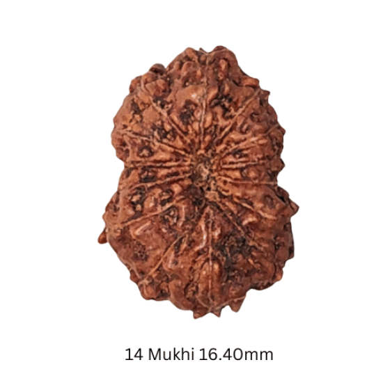 14 Mukhi Rudraksha Size: 16.40 mm (Certified)