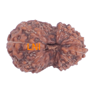 14 Mukhi Rudraksha Size: 18.23mm (Certified)