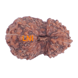 14 Mukhi Rudraksha Size: 18.23mm (Certified)