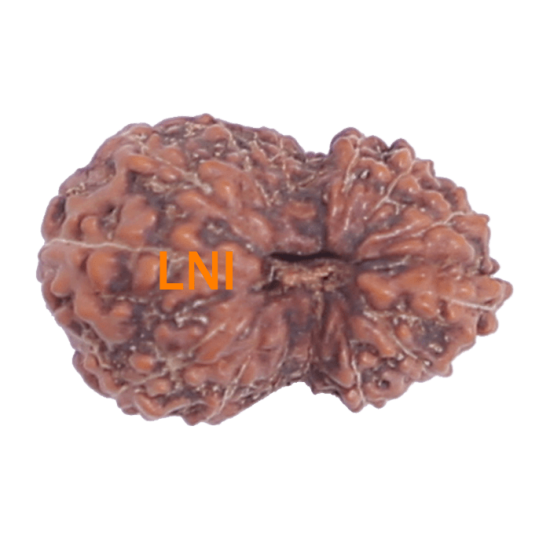 14 Mukhi Rudraksha Size: 18.23mm (Certified)