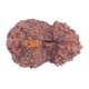 14 Mukhi Rudraksha Size: 18.23mm (Certified)