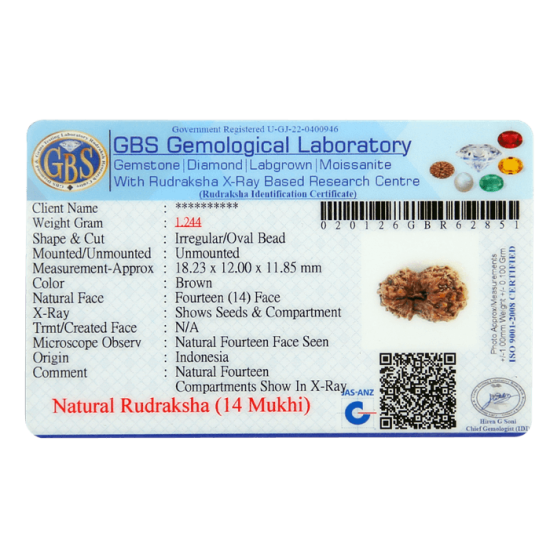 14 Mukhi Rudraksha Size: 18.23mm (Certified)