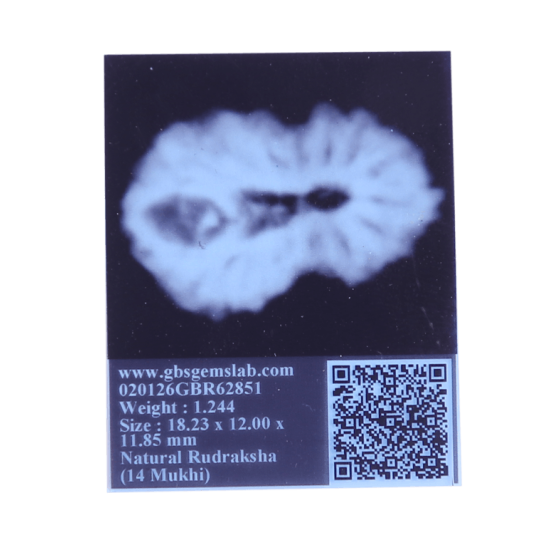 14 Mukhi Rudraksha Size: 18.23mm (Certified)