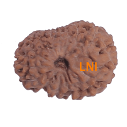 14 Mukhi Rudraksha Size: 18.55 mm (Certified)