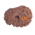 14 Mukhi Rudraksha Size: 18.55 mm (Certified)