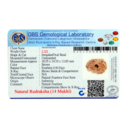 14 Mukhi Rudraksha Size: 18.55 mm (Certified)