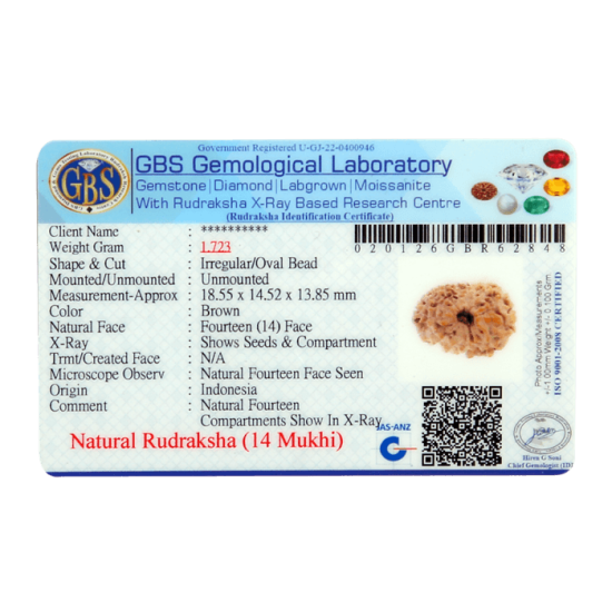 14 Mukhi Rudraksha Size: 18.55 mm (Certified) image