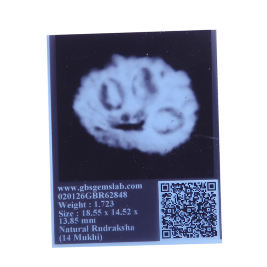 14 Mukhi Rudraksha Size: 18.55 mm (Certified) image