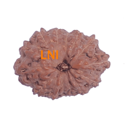 14 Mukhi Rudraksha Size: 20.10 mm (Certified)