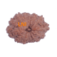14 Mukhi Rudraksha Size: 14.00 mm (Certified) image