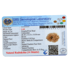 14 Mukhi Rudraksha Size: 20.10 mm (Certified)