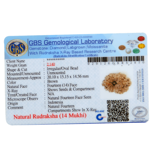 14 Mukhi Rudraksha Size: 14.00 mm (Certified) image