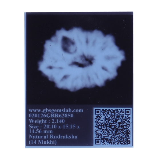 14 Mukhi Rudraksha Size: 14.00 mm (Certified) image