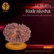 14 Mukhi Rudraksha Size: 13.80 mm ( With Lab Certificate)