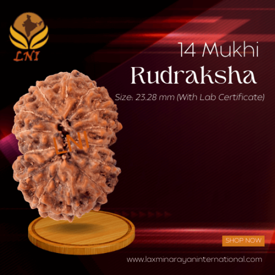 14 Mukhi Rudraksha Size: 23.28 mm (With Lab Certificate)