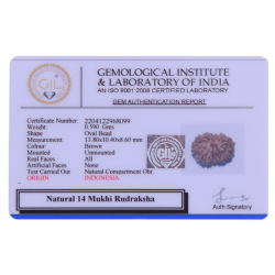 14 Mukhi Rudraksha Size: 13.80 mm ( With Lab Certificate)