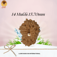 14 Mukhi Rudraksha Size: 15.70mm (Certified)