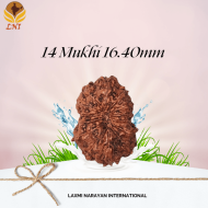 14 Mukhi Rudraksha Size: 16.40 mm (Certified)