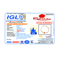 14 Mukhi Rudraksha Bracelet (With Lab Certificate)