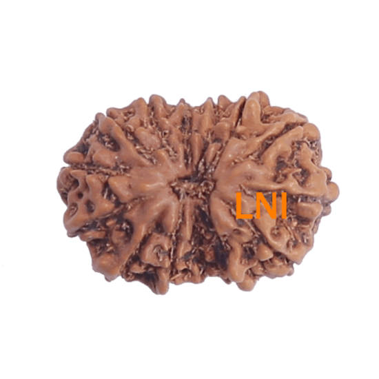 14 Mukhi Rudraksha Size: 20.10 mm (With Lab Certificate) image