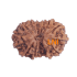 14 Mukhi Rudraksha Size: 20.10 mm (Certified) 1.56g