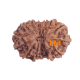14 Mukhi Rudraksha Size: 20.10 mm (With Lab Certificate) image