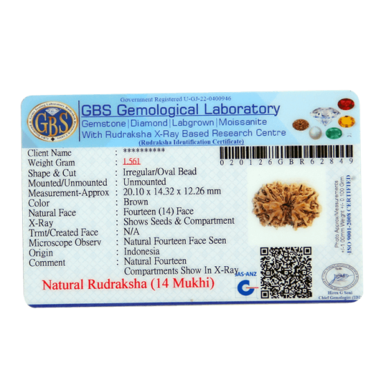 14 Mukhi Rudraksha Size: 20.10 mm (With Lab Certificate) image