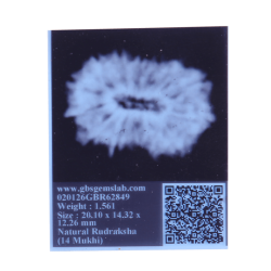 14 Mukhi Rudraksha Size: 20.10 mm (Certified) 1.56g