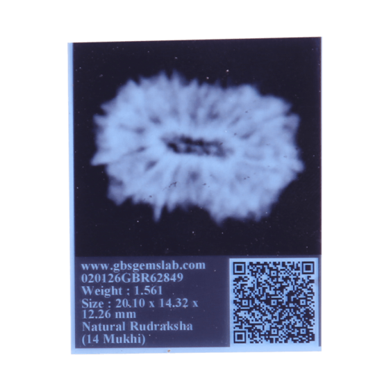 14 Mukhi Rudraksha Size: 20.10 mm (With Lab Certificate) image