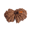 14 Mukhi Gauri shankar Rudraksha Size 24.52 mm (Certified)
