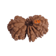 14 Mukhi Gauri shankar Rudraksha Size 24.52 mm (Certified)