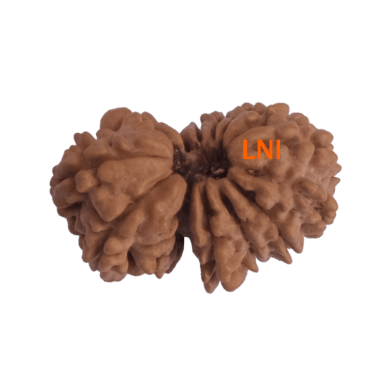 14 Mukhi Gauri shankar Rudraksha Size 33.60 mm (Certified) Buy 14 Mukhi rudraksha online, Higher Rudraksha, 14 Mukhi Rudraksha from Nepal image