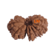 14 Mukhi Gauri shankar Rudraksha Size 33.60 mm (Certified) Buy 14 Mukhi rudraksha online, Higher Rudraksha, 14 Mukhi Rudraksha from Nepal image