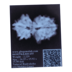 14 Mukhi Gauri shankar Rudraksha Size 24.52 mm (Certified)