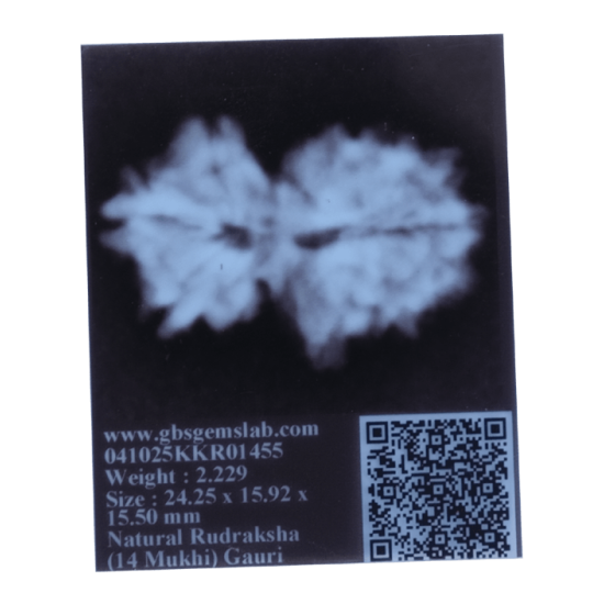 14 Mukhi Gauri shankar Rudraksha Size 33.60 mm (Certified) Buy 14 Mukhi rudraksha online, Higher Rudraksha, 14 Mukhi Rudraksha from Nepal image