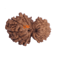 14 Mukhi Gauri Shankar Rudraksha Size: 25.07 mm (With Lab Certificate)