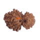 14 Mukhi Rudraksha Size: 21.52 mm (With Lab Certificate) image