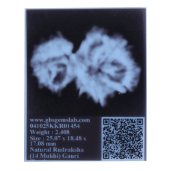 14 Mukhi Gauri Shankar Rudraksha Size: 25.07 mm (With Lab Certificate)