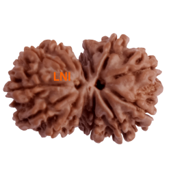 14 Mukhi Gauri Shankar Rudraksha Size: 26.01 mm (Certified) 