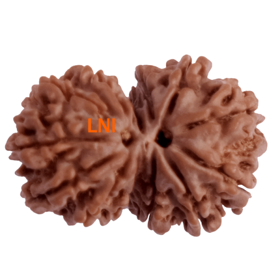 14 Mukhi Gauri Shankar Rudraksha Size: 32.57 mm (Certified) image