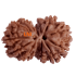 14 Mukhi Gauri Shankar Rudraksha Size: 26.01 mm (Certified) 