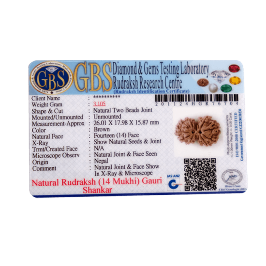 14 Mukhi Gauri Shankar Rudraksha Size: 32.57 mm (Certified) image