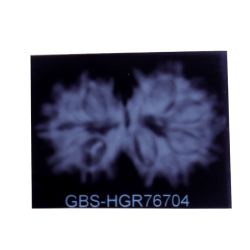 14 Mukhi Gauri Shankar Rudraksha Size: 26.01 mm (Certified) 