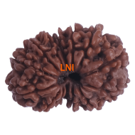 14 Mukhi Gauri Shankar Rudraksha Size: 29.02 mm (With Lab Certificate)