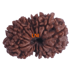 14 Mukhi Gauri Shankar Rudraksha Size: 29.02 mm (With Lab Certificate)