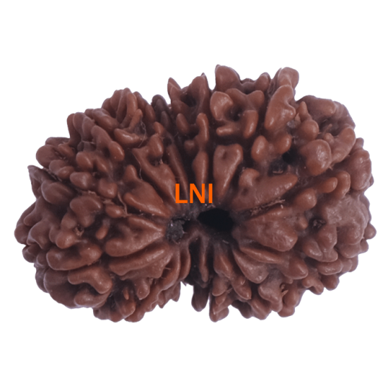 14 Mukhi Rudraksha Size: 22.13 mm (With Lab Certificate) Buy 14 Mukhi rudraksha online, Higher Rudraksha, 14 Mukhi Rudraksha from Nepal image