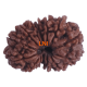 14 Mukhi Rudraksha Size: 22.13 mm (With Lab Certificate) Buy 14 Mukhi rudraksha online, Higher Rudraksha, 14 Mukhi Rudraksha from Nepal image