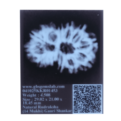 14 Mukhi Gauri Shankar Rudraksha Size: 29.02 mm (With Lab Certificate)